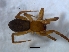  ( - KBGPS160)  @11 [ ] CreativeCommons - Attribution Non-Commercial Share-Alike (2018) Unspecified National Collection of Arachnida (NCA)