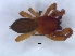  ( - KBGPS166)  @11 [ ] CreativeCommons - Attribution Non-Commercial Share-Alike (2018) Unspecified National Collection of Arachnida (NCA)