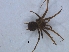  ( - KBGPS126)  @11 [ ] CreativeCommons - Attribution Non-Commercial Share-Alike (2018) Unspecified National Collection of Arachnida (NCA)