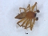  ( - KBGPS144)  @11 [ ] CreativeCommons - Attribution Non-Commercial Share-Alike (2018) Unspecified National Collection of Arachnida (NCA)