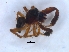  ( - KBGPS196)  @11 [ ] CreativeCommons - Attribution Non-Commercial Share-Alike (2018) Unspecified National Collection of Arachnida (NCA)