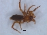  ( - KBGPS198)  @11 [ ] CreativeCommons - Attribution Non-Commercial Share-Alike (2018) Unspecified National Collection of Arachnida (NCA)