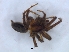  ( - KBGPS155)  @11 [ ] CreativeCommons - Attribution Non-Commercial Share-Alike (2018) Unspecified National Collection of Arachnida (NCA)