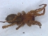  (Xerophaeus communis - KBGPS150)  @11 [ ] CreativeCommons - Attribution Non-Commercial Share-Alike (2018) Unspecified National Collection of Arachnida (NCA)