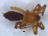  ( - KBGPS197)  @11 [ ] CreativeCommons - Attribution Non-Commercial Share-Alike (2018) Unspecified National Collection of Arachnida (NCA)