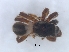  ( - KBGPS124)  @11 [ ] CreativeCommons - Attribution Non-Commercial Share-Alike (2018) Unspecified National Collection of Arachnida (NCA)