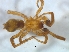  ( - KBGPS172)  @11 [ ] CreativeCommons - Attribution Non-Commercial Share-Alike (2018) Unspecified National Collection of Arachnida (NCA)