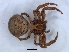  ( - KBGPS159)  @11 [ ] CreativeCommons - Attribution Non-Commercial Share-Alike (2018) Unspecified National Collection of Arachnida (NCA)