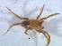  ( - KBGPS161)  @11 [ ] CreativeCommons - Attribution Non-Commercial Share-Alike (2018) Unspecified National Collection of Arachnida (NCA)