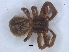  ( - KBGPS157)  @11 [ ] CreativeCommons - Attribution Non-Commercial Share-Alike (2018) Unspecified National Collection of Arachnida (NCA)