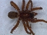  ( - KBGPS206)  @11 [ ] CreativeCommons - Attribution Non-Commercial Share-Alike (2018) Unspecified National Collection of Arachnida (NCA)