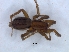  (Aneplasa - KBGPS154)  @11 [ ] CreativeCommons - Attribution Non-Commercial Share-Alike (2018) Unspecified National Collection of Arachnida (NCA)