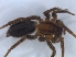 (Aneplasa sculpturata - KBGPS151)  @11 [ ] CreativeCommons - Attribution Non-Commercial Share-Alike (2018) Unspecified National Collection of Arachnida (NCA)