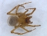  (Pseudauximus - KBGPS183)  @11 [ ] CreativeCommons - Attribution Non-Commercial Share-Alike (2018) Unspecified National Collection of Arachnida (NCA)