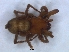  ( - KBGPS149)  @11 [ ] CreativeCommons - Attribution Non-Commercial Share-Alike (2018) Unspecified National Collection of Arachnida (NCA)