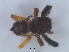  (Pellenes tharinae - KBGPS192)  @11 [ ] CreativeCommons - Attribution Non-Commercial Share-Alike (2018) Unspecified National Collection of Arachnida (NCA)