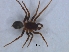  ( - KBGPS122)  @11 [ ] CreativeCommons - Attribution Non-Commercial Share-Alike (2018) Unspecified National Collection of Arachnida (NCA)