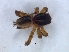  (Langona - KBGPS119)  @11 [ ] CreativeCommons - Attribution Non-Commercial Share-Alike (2018) Unspecified National Collection of Arachnida (NCA)