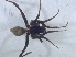  (Systenoplacis - KBGPS93)  @11 [ ] CreativeCommons - Attribution Non-Commercial Share-Alike (2018) Unspecified National Collection of Arachnida (NCA)