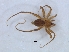  (Ammoxenus - KBGPS98)  @11 [ ] CreativeCommons - Attribution Non-Commercial Share-Alike (2018) Unspecified National Collection of Arachnida (NCA)