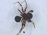  (Mallinus - KBGPS97)  @11 [ ] CreativeCommons - Attribution Non-Commercial Share-Alike (2018) Unspecified National Collection of Arachnida (NCA)