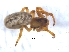  ( - KBGPS87)  @11 [ ] CreativeCommons - Attribution Non-Commercial Share-Alike (2018) Unspecified National Collection of Arachnida (NCA)