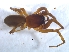  (Afroceto porrecta - KBGPS67)  @11 [ ] CreativeCommons - Attribution Non-Commercial Share-Alike (2018) Unspecified National Collection of Arachnida (NCA)