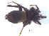  (Asemesthes reflexus - KBGPS39)  @11 [ ] CreativeCommons - Attribution Non-Commercial Share-Alike (2018) Unspecified National Collection of Arachnida (NCA)