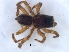  ( - KBGPS217)  @11 [ ] CreativeCommons - Attribution Non-Commercial Share-Alike (2018) Unspecified National Collection of Arachnida (NCA)