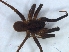  (Evippomma - KBGPS232)  @11 [ ] CreativeCommons - Attribution Non-Commercial Share-Alike (2018) Unspecified National Collection of Arachnida (NCA)