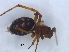  (Nemoscolus - KBGPS100)  @11 [ ] CreativeCommons - Attribution Non-Commercial Share-Alike (2018) Unspecified National Collection of Arachnida (NCA)