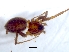  (Asemesthes lineatus - KBGPS90)  @11 [ ] CreativeCommons - Attribution Non-Commercial Share-Alike (2018) Unspecified National Collection of Arachnida (NCA)