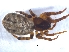  ( - KBGPS84)  @11 [ ] CreativeCommons - Attribution Non-Commercial Share-Alike (2018) Unspecified National Collection of Arachnida (NCA)