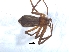  ( - KBGPS86)  @11 [ ] CreativeCommons - Attribution Non-Commercial Share-Alike (2018) Unspecified National Collection of Arachnida (NCA)