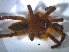  (Harpactira pulchripes - KBGPS8)  @11 [ ] CreativeCommons - Attribution Non-Commercial Share-Alike (2018) Unspecified National Collection of Arachnida (NCA)