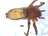  (Xerophaeus aurariarum - KBGPS19)  @11 [ ] CreativeCommons - Attribution Non-Commercial Share-Alike (2018) Unspecified National Collection of Arachnida (NCA)