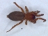  ( - KBGPS140)  @11 [ ] CreativeCommons - Attribution Non-Commercial Share-Alike (2018) Unspecified National Collection of Arachnida (NCA)