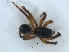  ( - KBGPS225)  @11 [ ] CreativeCommons - Attribution Non-Commercial Share-Alike (2018) Unspecified National Collection of Arachnida (NCA)