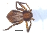  ( - KBGPS33)  @11 [ ] CreativeCommons - Attribution Non-Commercial Share-Alike (2018) Unspecified National Collection of Arachnida (NCA)