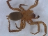  ( - KBGPS111)  @11 [ ] CreativeCommons - Attribution Non-Commercial Share-Alike (2018) Unspecified National Collection of Arachnida (NCA)