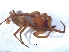  ( - KBGPS20)  @11 [ ] CreativeCommons - Attribution Non-Commercial Share-Alike (2018) Unspecified National Collection of Arachnida (NCA)