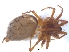  (Agelena gaerdesi - KBGPS42)  @11 [ ] CreativeCommons - Attribution Non-Commercial Share-Alike (2018) Unspecified National Collection of Arachnida (NCA)