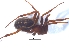  (Steatoda erigoniformis - KBGPS23)  @11 [ ] CreativeCommons - Attribution Non-Commercial Share-Alike (2018) Unspecified National Collection of Arachnida (NCA)