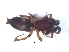  (Ibala bilinearis - KBGPS38)  @11 [ ] CreativeCommons - Attribution Non-Commercial Share-Alike (2018) Unspecified National Collection of Arachnida (NCA)