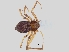  (Philodromus bigibbus - KBGPS60)  @11 [ ] CreativeCommons - Attribution Non-Commercial Share-Alike (2018) Unspecified National Collection of Arachnida (NCA)