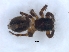  (Phlegra karoo - KBGPS215)  @11 [ ] CreativeCommons - Attribution Non-Commercial Share-Alike (2018) Unspecified National Collection of Arachnida (NCA)
