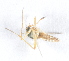  (Mimomyia splendens - 14702-MisplC03)  @13 [ ] Copyright (2012) Yvonne U Ajamma icipe