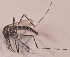  (Aedes vittatus - 20974_AevitE04)  @12 [ ] Copyright (2013) Yvonne U Ajamma icipe