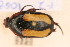  (Chondrorrhina specularis - FZ 1058)  @13 [ ] Copyright (2011) NMK National Museums of Kenya