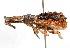  (Microcerinae - 19672CurE11)  @15 [ ] Copyright (2013) RS Copeland icipe